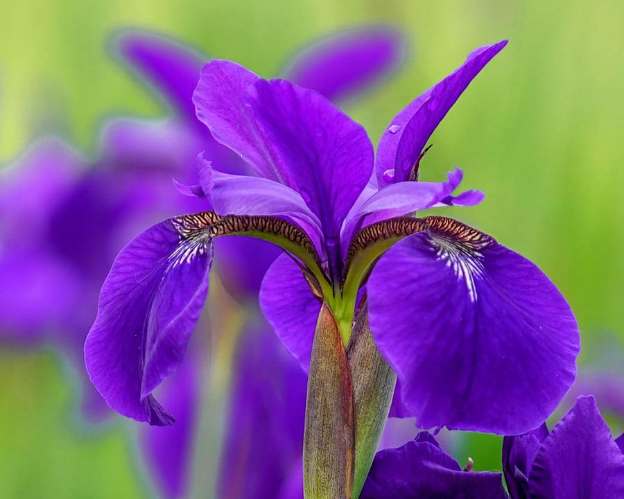 Gorgeous Irises Photograph by Susan Rydberg