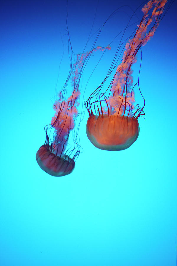 Gorgeous Jellyfish Swim In Caribbean Photograph by Dana Hoff