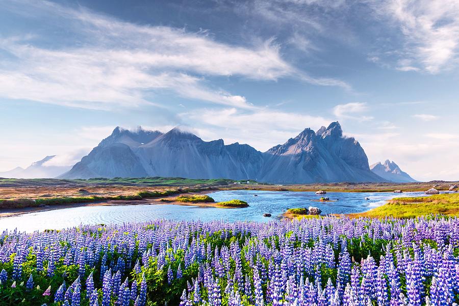 Nature Photograph - Gorgeous Landscape With Blooming Lupine by Ivan Kmit