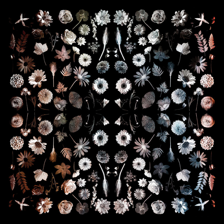 Still Life Photograph - Gorgeous Mirror Of Florals On Black by Tom Quartermaine