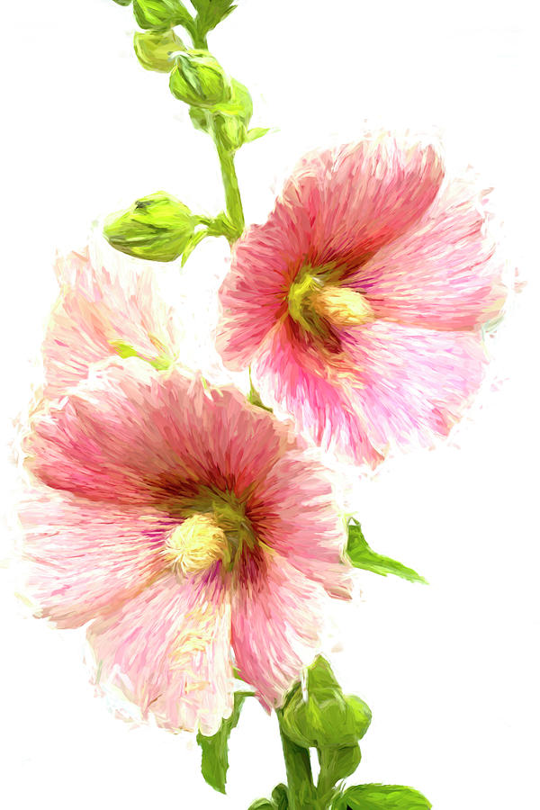 Gorgeous Old Fashioned Pink Hollyhocks Photograph by Kathy Clark