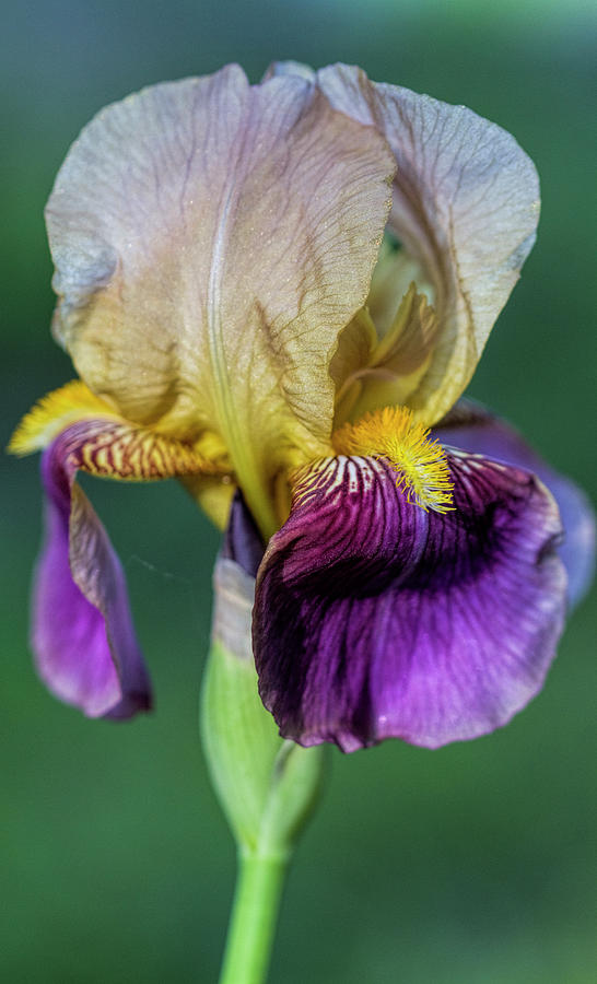Gorgeous Old Fashioned Tall Bearded Iris Photograph by Kathy Clark