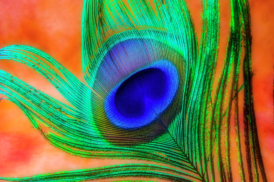 Gorgeous Peacock Feather Photograph by Garry Gay
