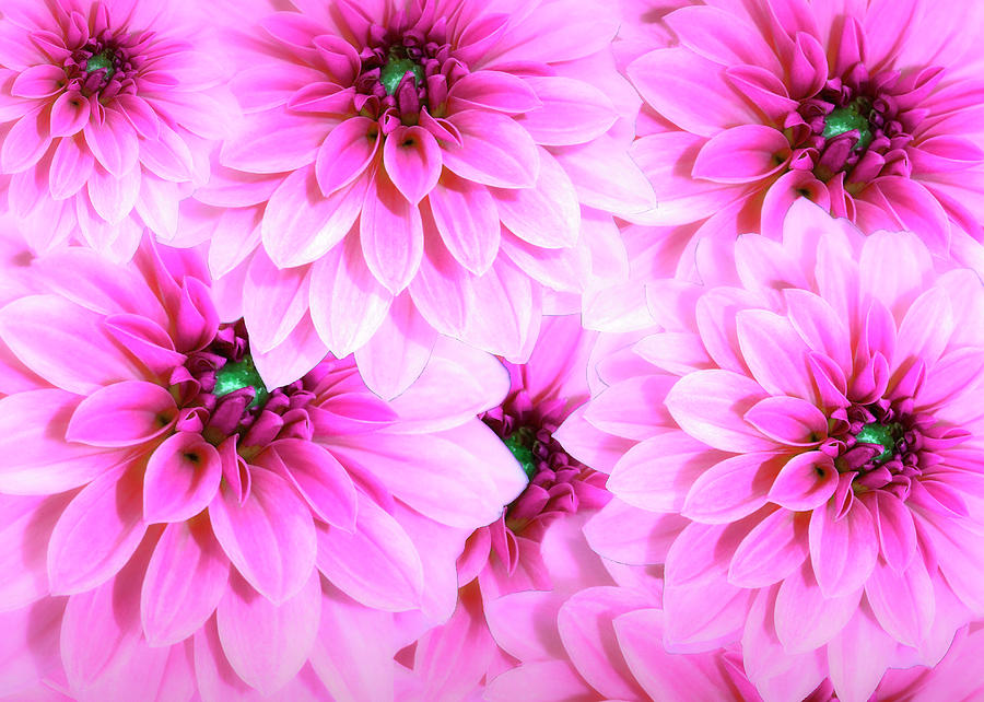 Gorgeous Pink Dahlias  by Johanna Hurmerinta