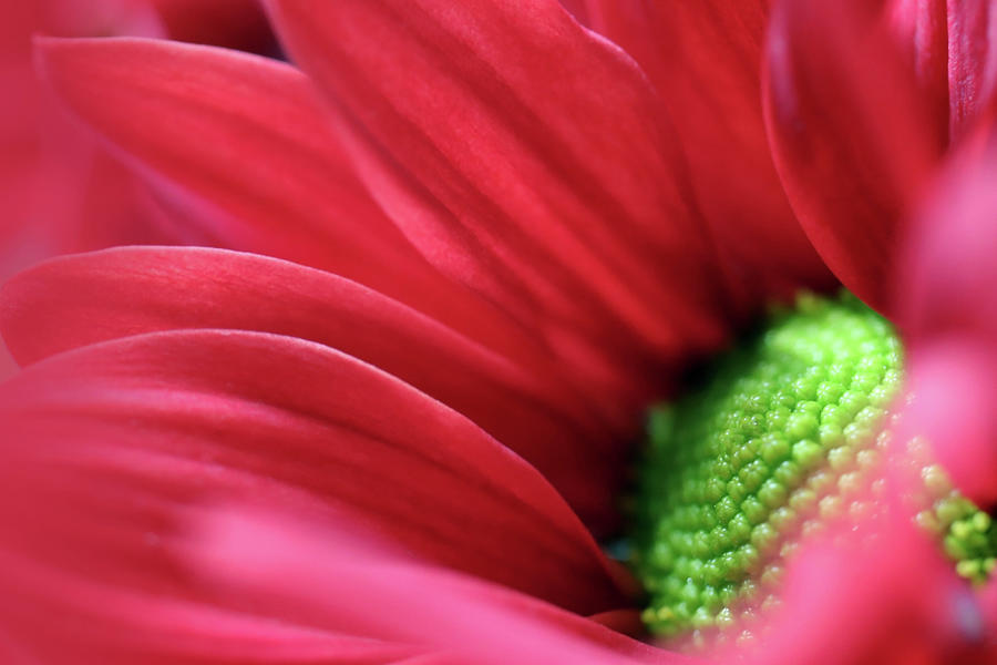 Gorgeous Red Chrysanthemum  Photograph by Johanna Hurmerinta