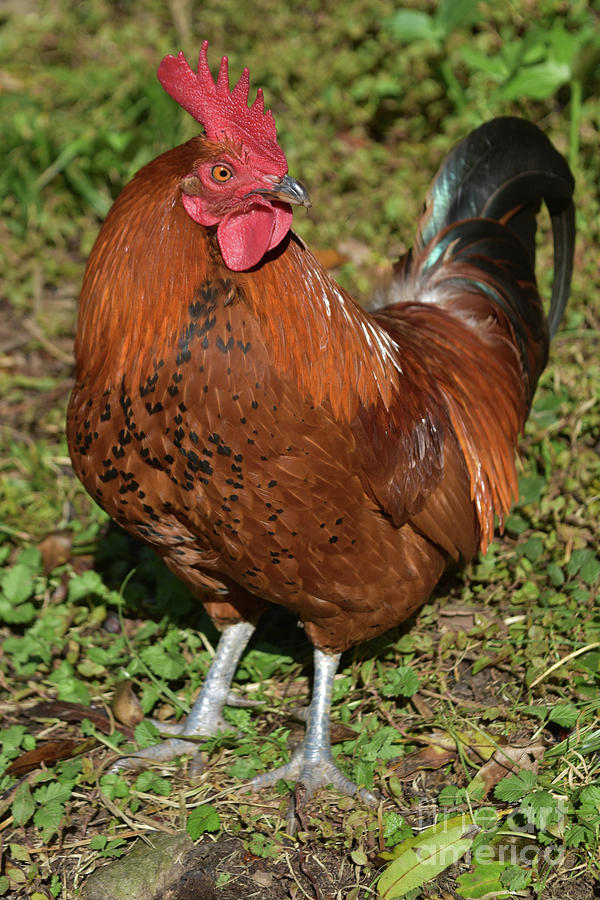 Gorgeous Red Rooster with Shiny Feathers Standing Proudly Photograph by ...