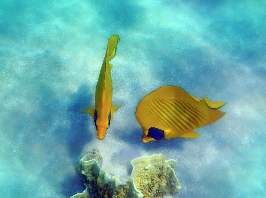Gorgeous Red Sea Butterflyfish Colorfully Photograph