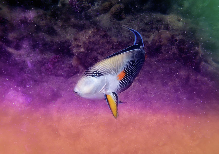 Gorgeous Red Sea Sohal Surgeonfish Colorfully Mixed Media by Johanna Hurmerinta