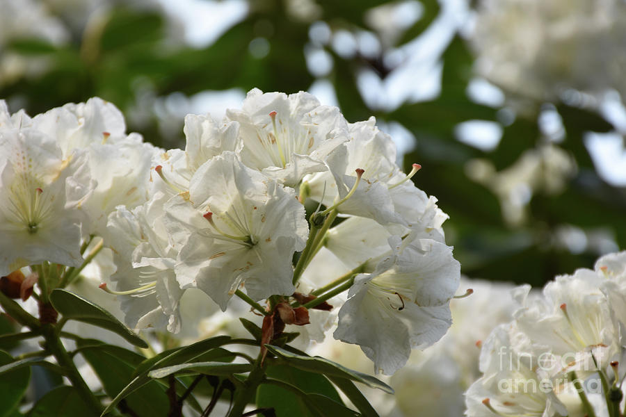 Gorgeous Rhododendron Bush with Flowering White Blossoms  Photograph by DejaVu Designs