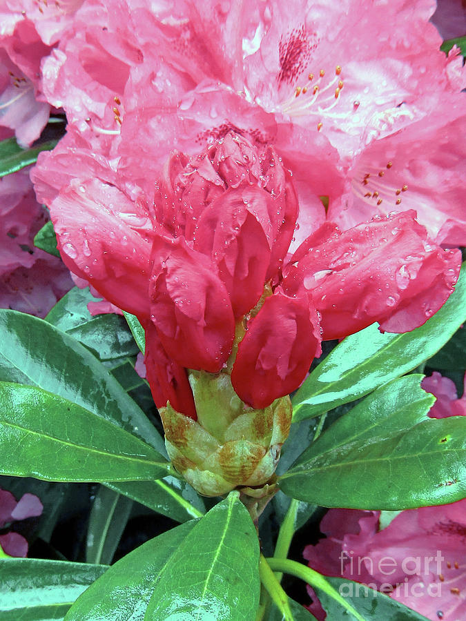 Gorgeous Rhododendrons 3 Photograph by Kim Tran