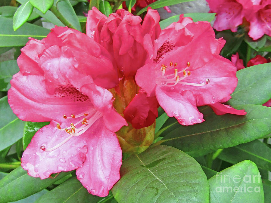 Gorgeous Rhododendrons Photograph by Kim Tran
