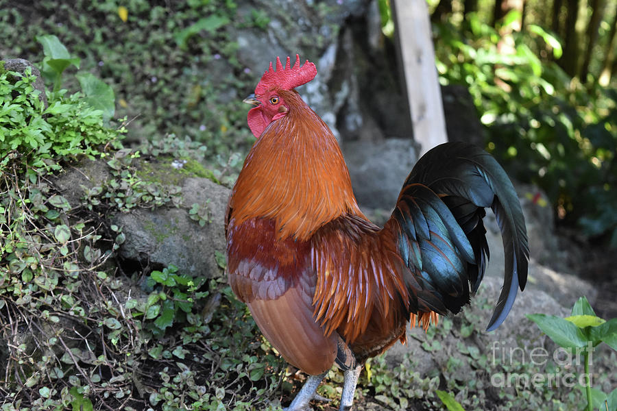 Gorgeous Rooster with Opalescent Feathers Standing Proudly Photograph ...