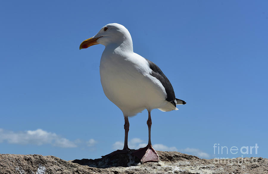 Gorgeous Seagull On Rock Photograph by DejaVu Designs