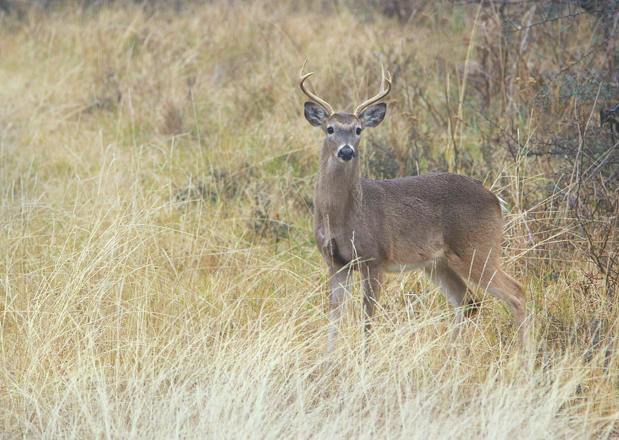 Gorgeous Six-point Buck Photograph by Kella Carlton