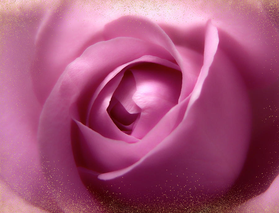 Gorgeous Soft Pink Rose With Gold Frames 1 Photograph by Johanna Hurmerinta