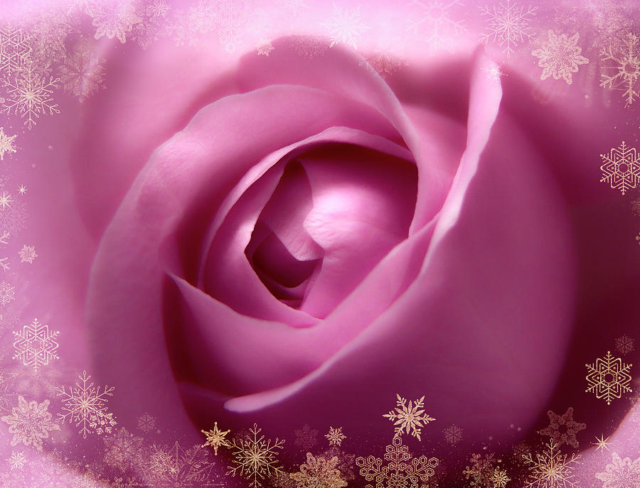 Gorgeous Soft Pink Rose With Gold Frames 2 Photograph by Johanna Hurmerinta