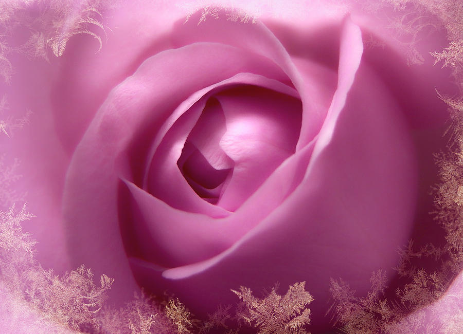 Gorgeous Soft Pink Rose With Gold Frames 3 Photograph by Johanna Hurmerinta