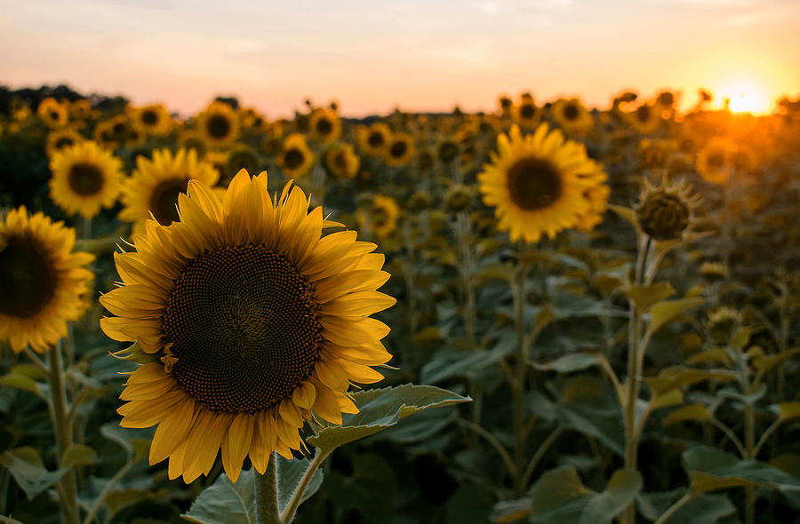 Gorgeous Sunflower Sunset Photograph By Tailor Hartman