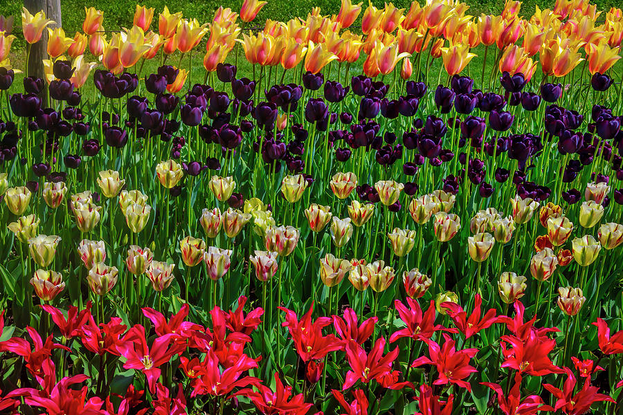 Tulip Photograph - Gorgeous Tulip Farm Flowers by Garry Gay