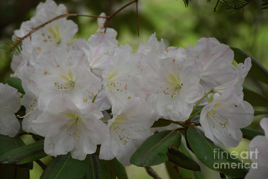 Gorgeous Up Close Look at a Flowering White Rhododendron Bush Photograph by DejaVu Designs