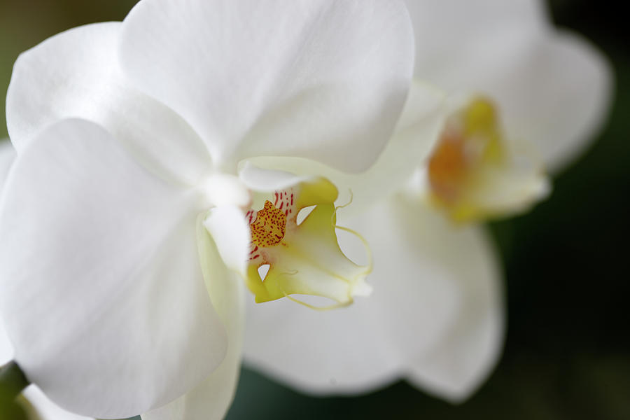 Gorgeous White Orchid Flower Photograph by Dana Hoff