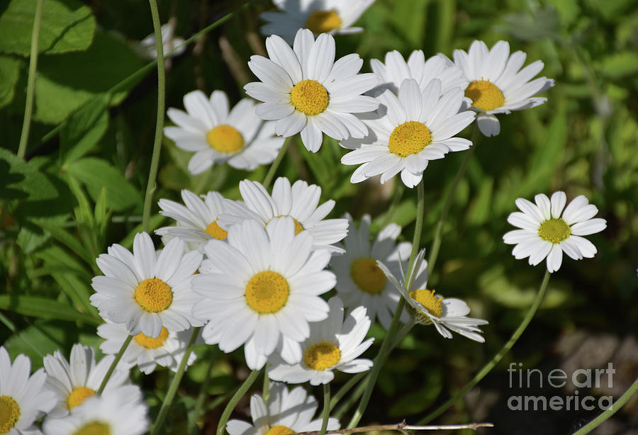 Gorgeous Wild Daisies Blooming in a Field in England Photograph by DejaVu Designs