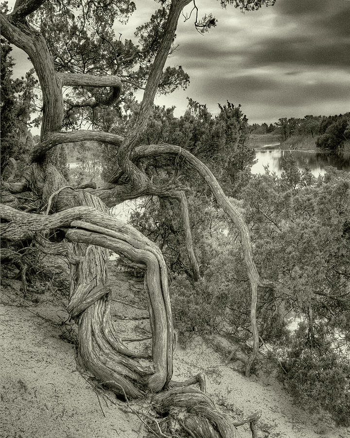 Nature Photograph - Gorgon by Geoffrey Ansel Agrons