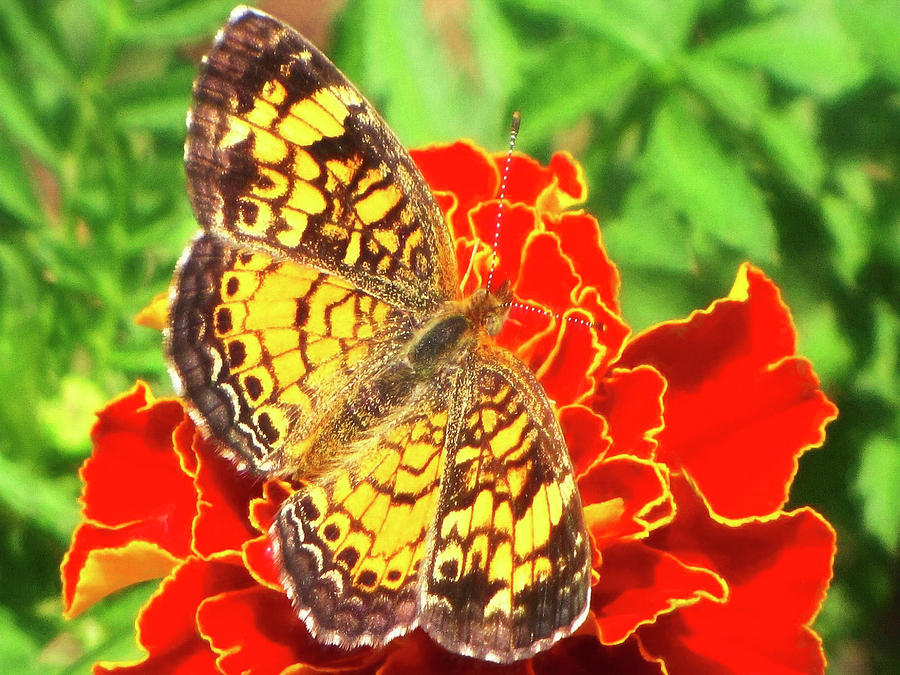Gorgone Checkerspot Photograph by Susan Hope Finley