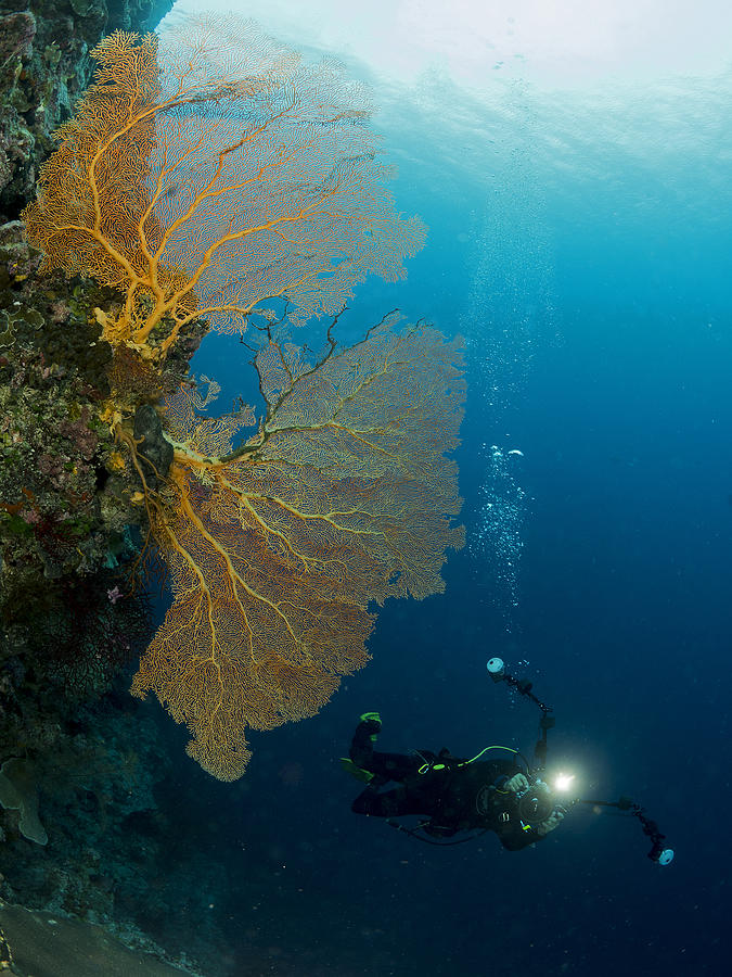 Camera Photograph - Gorgonia And A Diver by Ilan Ben Tov