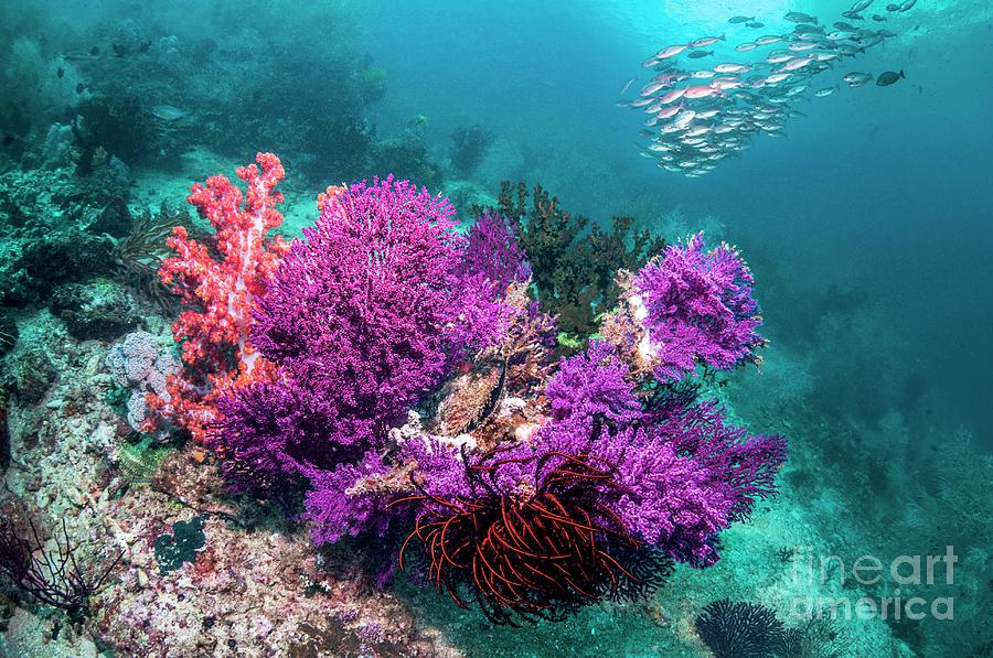 Gorgonian And Reef Fish Photograph by Georgette Douwma/science Photo Library
