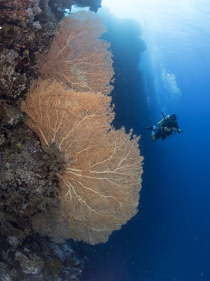 Underwater Photograph - Gorgonian Coral And A Diver by Ilan Ben Tov
