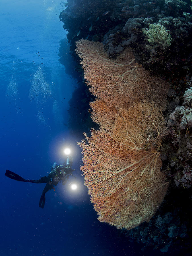 Gorgonian Coral And An Underwater Photographer Photograph by Ilan Ben Tov