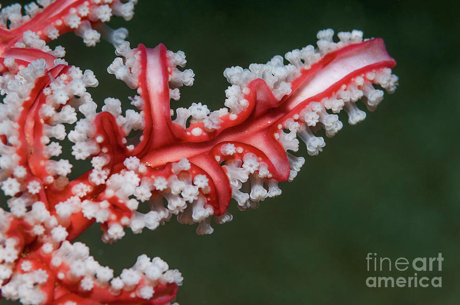 Gorgonian Coral On A Reef Photograph by Georgette Douwma/science Photo Library
