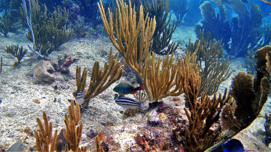 Gorgonian Parrotfish Photograph by Climate Change VI - Sales