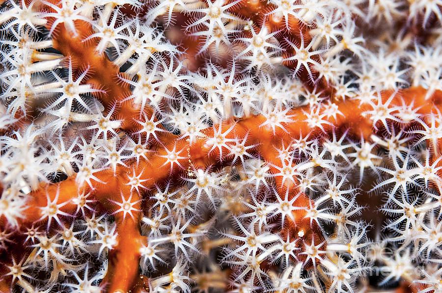 Gorgonian Polyps Photograph by Georgette Douwma/science Photo Library