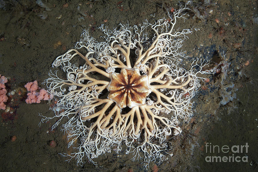 Gorgonocephalus Arcticus Basket Star Photograph by Alexander Semenov ...