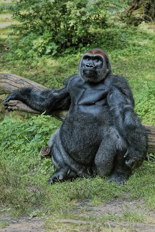Gorilla Chillin Photograph by Doolittle Photography and Art