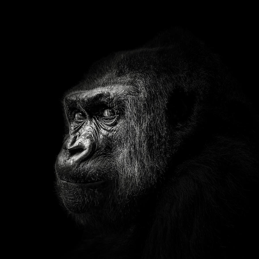 Gorilla Photograph by Christian Meermann