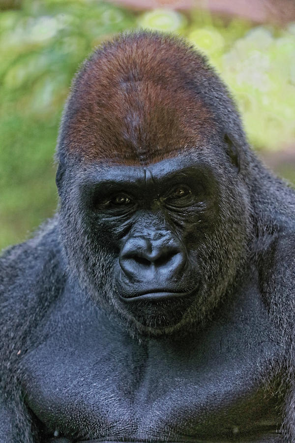 Gorilla Close Up Photograph by Doolittle Photography and Art