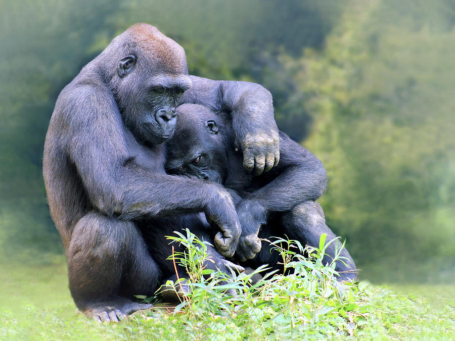 Gorilla Cuddle Photograph by Art Cole