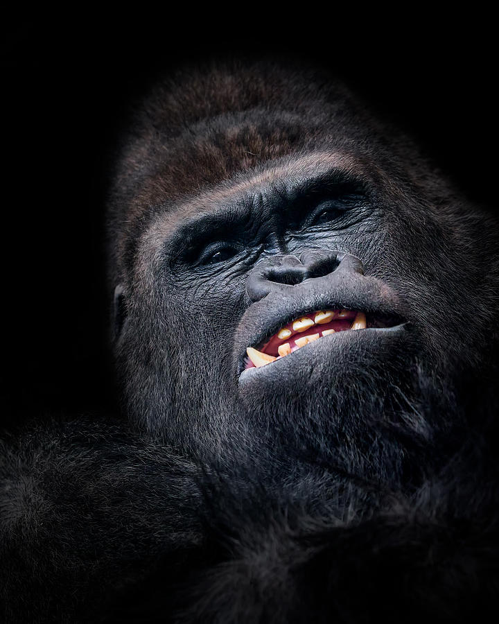 Monkey Photograph - Gorilla Face Seen From Above by Helena Garca
