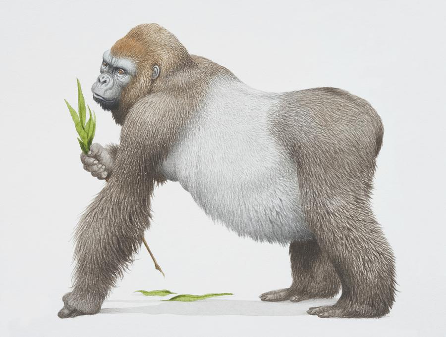 Gorilla Gorilla Gorilla, Western Digital Art by Kenneth Lilly
