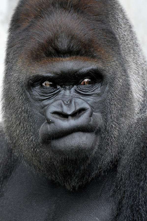 Gorilla Gorilla Photograph by Ronald Wittek