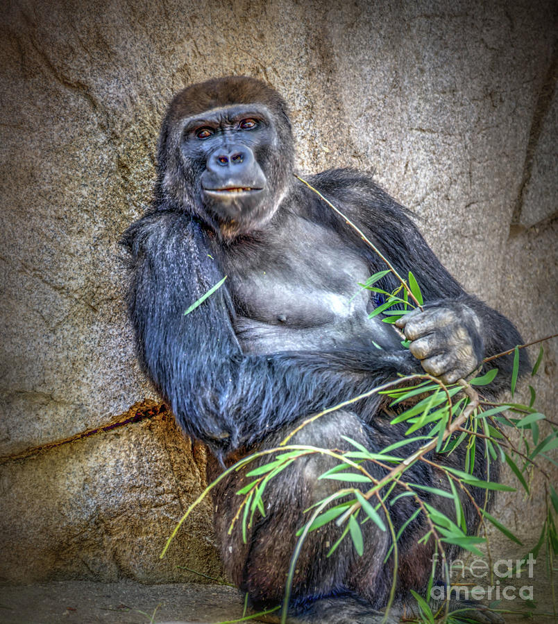 Gorilla Posing HDR Photograph by Debra Kewley