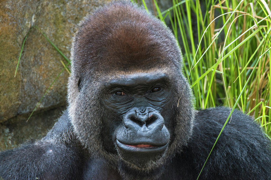 Animal Photograph - Gorilla Hz 17 1 by Robert Michaud