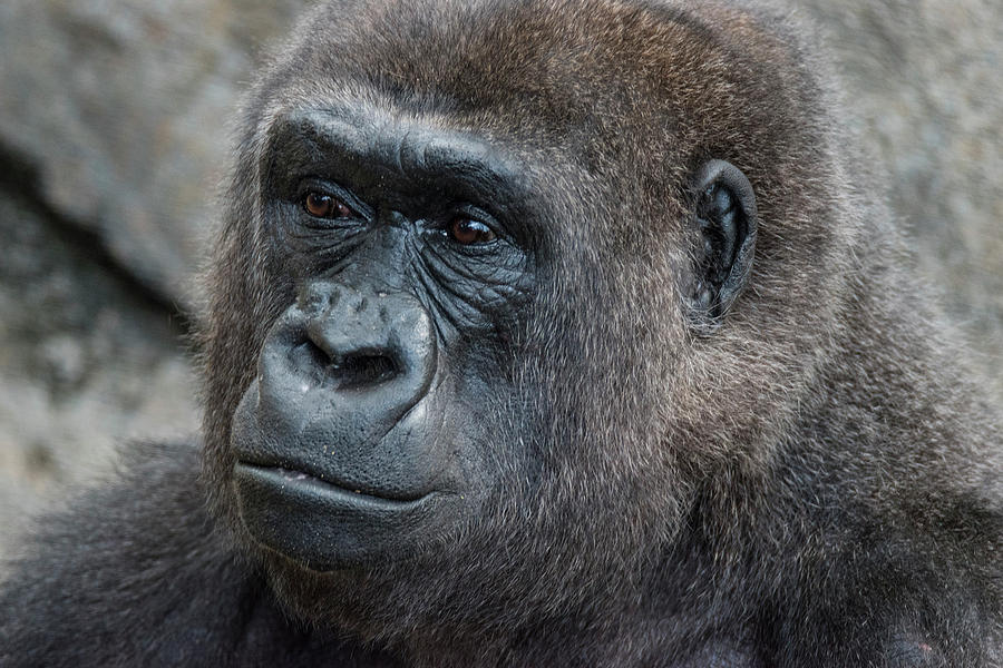 Animal Photograph - Gorilla Hz 17 3 by Robert Michaud