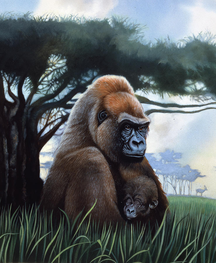 Wildlife Painting - Gorilla by John Rowe