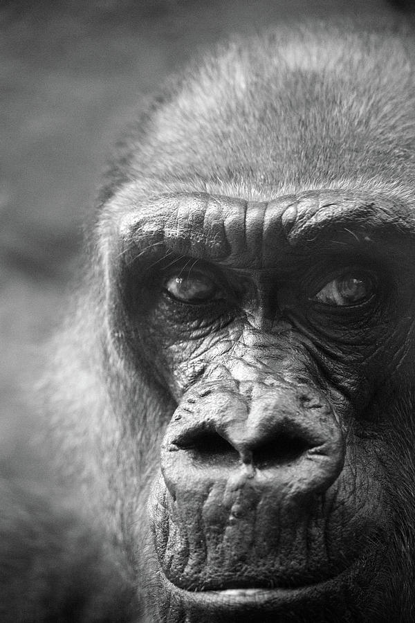 Gorilla Photograph by Karol Livote