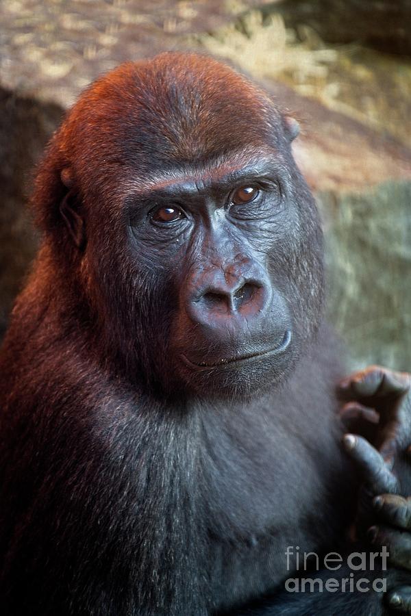 https://images.fineartamerica.com/images/artworkimages/mediumlarge/2/gorilla-lope-portrait-rawshutterbug.jpg