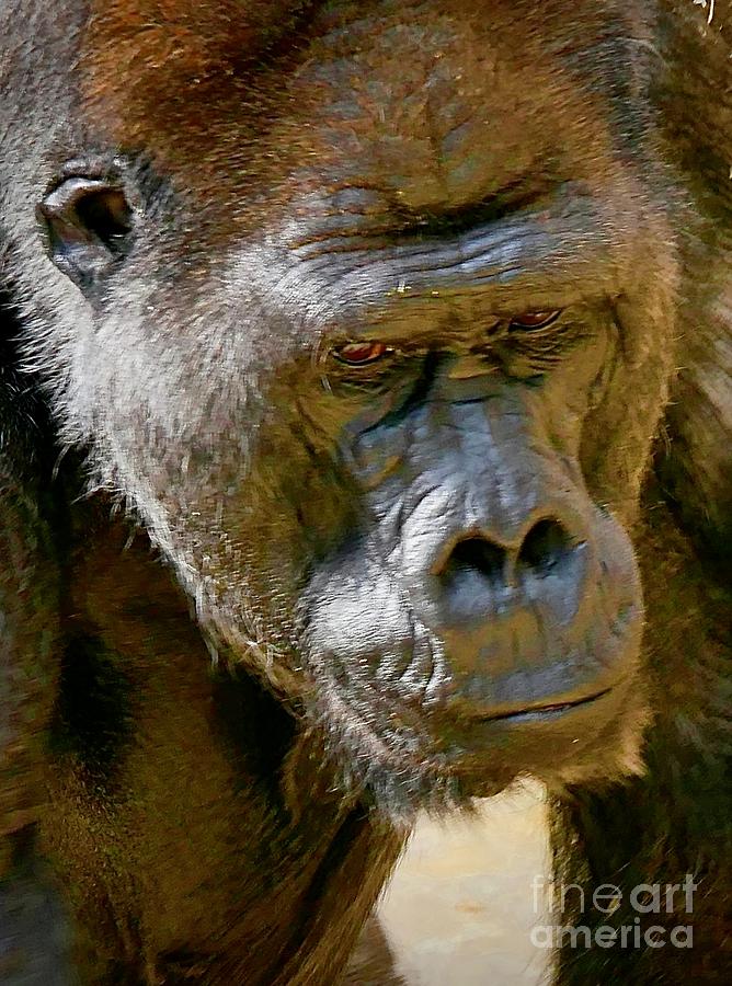 Gorilla - Massa Photograph by Elisabeth Derichs